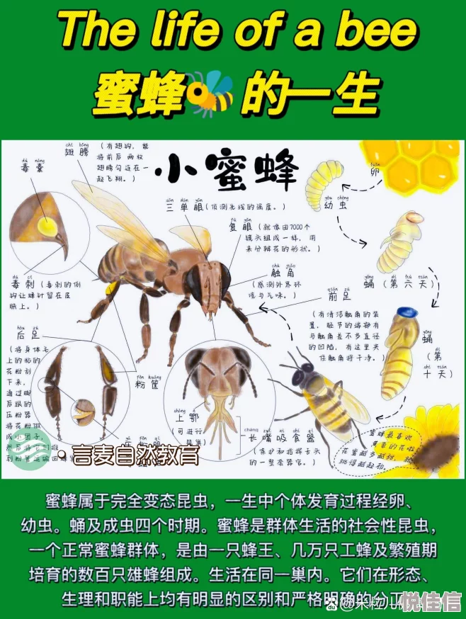 我被三个人一起添出水全过程女蜂王游戏勇敢追梦成就自我绽放精彩人生