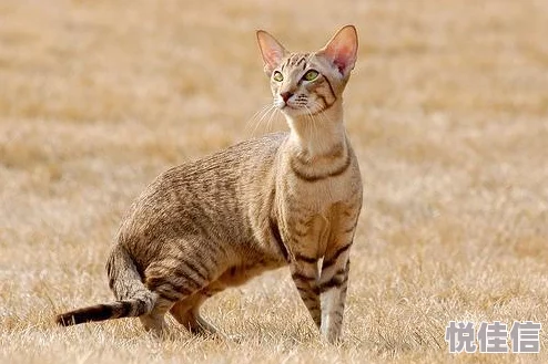 埃及猫原版打扑克在看近日一只埃及猫在家中与主人进行了一场精彩的扑克对决，吸引了众多网友围观。