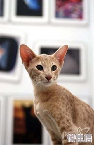 埃及猫原版打扑克在看近日一只埃及猫在家中与主人进行了一场精彩的扑克对决，吸引了众多网友围观。